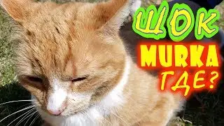 Кошка Мурка в Торонто Мистер Макс и Катя в ШОКЕ | Жизнь в Канаде