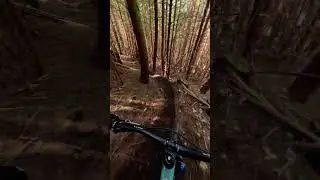 Tight trail through the trees! 🌲