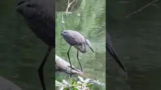 Great Blue Heron Feeding in Central Park 