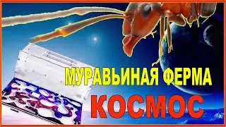 Муравьиная ферма. Видео как собрать муравьиную ферму.