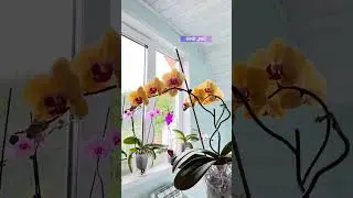 НЕ ДЕЛАЙТЕ ЭТО ПОСЛЕ ПОКУПКИ РАСТЕНИЙ