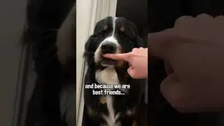 My Dog Has a Message for Your Best Friend | 