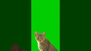 cute cat green screen video