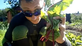 # 549 - Коктейль из хуйни
