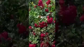 размножение почвопокровных роз