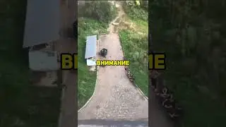 Зумеры прыгают по помойкам 😱 