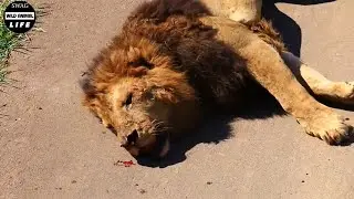 30 Moments Surprised When Big Cat Becomes Prey, What Miracle Happened? | Animal Fight