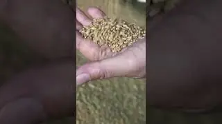 Сушим зерно