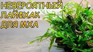СУПЕР ЛАЙФХАК ДЛЯ МХА