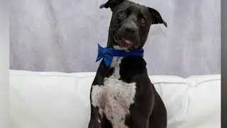 Clear the Shelters: Help pets find forever homes