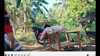 760 woman after slaughtering pig