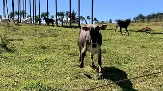 I give up on these Nelore cows! They're too brave