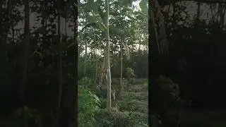 6-year load Gmelina Plantation #nature #vlog