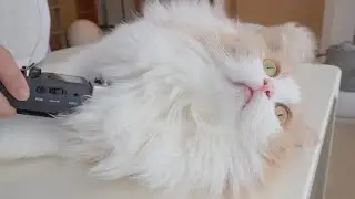 Listen To Cats' Heartbeat! So Adorable! (ENG SUB)