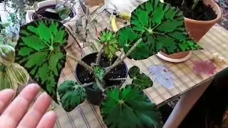 Адаптация растений