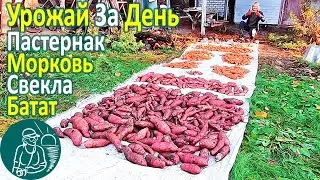 🥕 Harvest of Root Crops and Tubers: Sweet Potato, Carrot, Beet, Parsnip 🍠 Gordeev's Experience