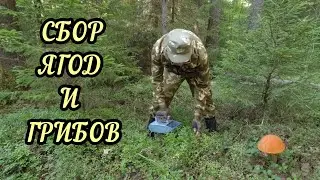 Сбор ягод и грибов 2022
