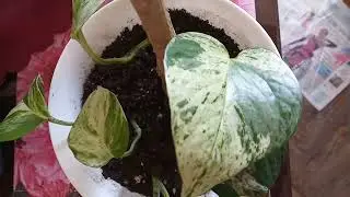 Появление мраморной королевы