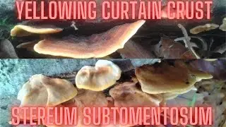 Yellowing Curtain Crust (Stereum subtomentosum)