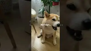 Сенсация: четвероногий друг яро заботится о комфорте хозяина