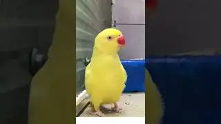 The yellow parrot