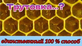 СЕМЬЯ ТРУТОВКА - выход есть всегда!!!