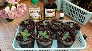 ПОЧЕМУ НЕ РАСТЁТ ЭУСТОМА?!🌱