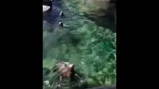 Süüüüü