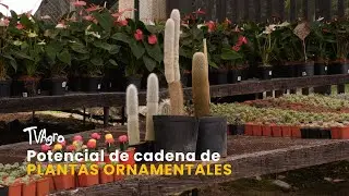 Potencial de cadena de plantas ornamentales en Fusagasugá- TvAgro por Juan Gonzalo Angel Restrepo