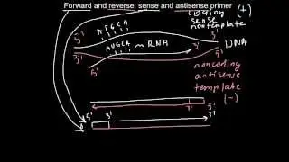 Forward and reverse, sense and antisense primers