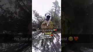 This dog accidentally filmed the cutest video ever 🥹