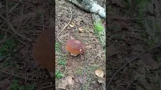 Пошел за металлом, а поднял грибы - вполне устроит 🤣💪🔥 #trending #minelab  #коп #metaldetecting