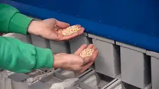Очистка и сортировка гороха сепаратором АСМ
