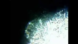 Водка под микроскопом