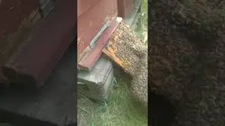 ТРЕТИЙ РОЙ. ПАСЕКА РАСТЕТ. РОЙ ПЕРВАК.