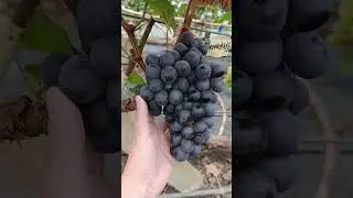 Виноград  кишмиш Пандора