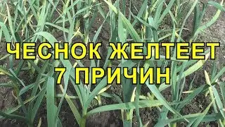 Чеснок Желтеет 7 Причин Почему это Происходит