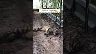 Кто-нибудь знает,почему котов так тянет валяться в грязи? #кот #дача #лето #рецепты #рек #животные