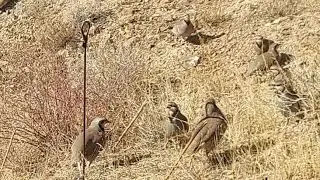 Охота на кеклики пакличка самарканд
