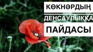 Көкнәрдің құрамы.#Көкнәрдың пайдасы