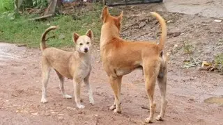 Bella and Red Dog in this movement 😍