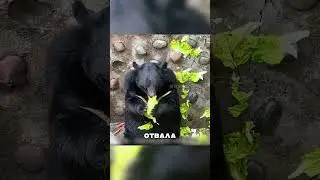 Страшно толстые животные в зоопарке🫣🔥🐻