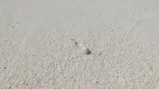 Shells of Splendor Admiring Nature's Artistry on Dhigufaru White Sandy Beaches, 🏝️ beautiful island