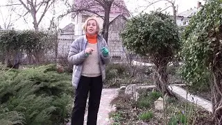 ЖИМОЛОСТЬ КАПРИФОЛЬ.  КАК СФОРМИРОВАТЬ КРАСИВЫЙ КУСТ?