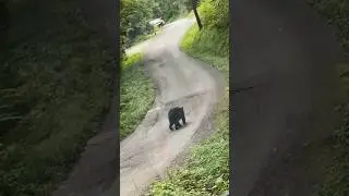 Bear Spotting Outside my Window 😳🐻