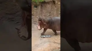 Любовь по-бегемотски: как помёт помогает найти пару? 💘🦛💩
