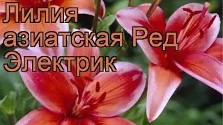 Лилия азиатская (lilium asiatic red electric) 🌿 азиатская лилия обзор: как сажать, луковицы лилии