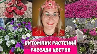 Рассада цветов для дачи.Питомник растений Hansaplant.По магазинам Таллинна.Цены в Эстонии.Влог