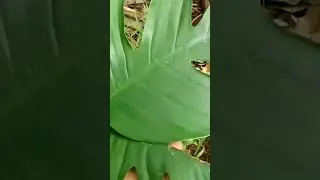 MANTAPH!!Berburu tanaman hias termahal di dunia(monstera)#shorts