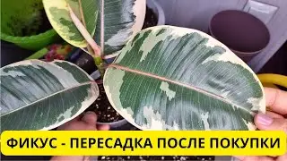 🚀ВЗРЫВ РОСТА КОРНЕЙ. Пересадка Фикуса🌱